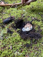 Tricholoma matsutake