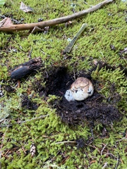Tricholoma matsutake