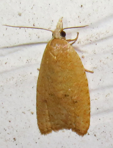 Lentiginos Moth photo 4