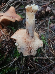 Paralepista