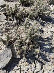 Grusonia grahamii