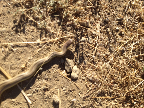 iNaturalist observation photo of Western Yellow-bellied Racer