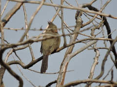 Cardinalis sinuatus