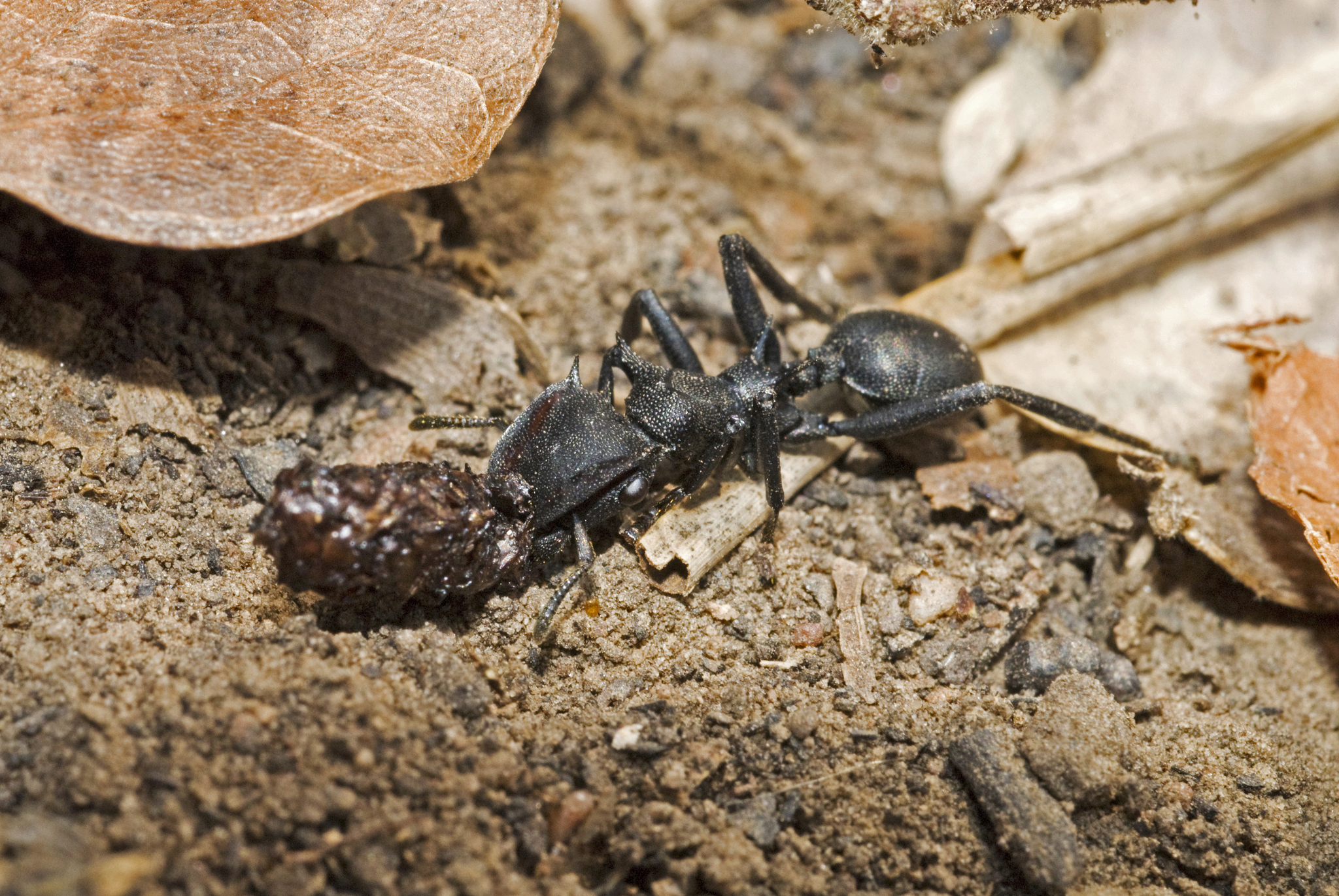 Cephalotes atratus
