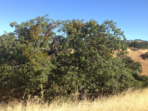 iNaturalist observation photo of California black oak