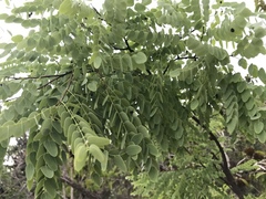 Dalbergia miscolobium