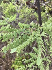 Dalbergia miscolobium