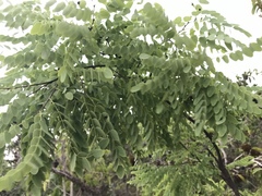 Dalbergia miscolobium