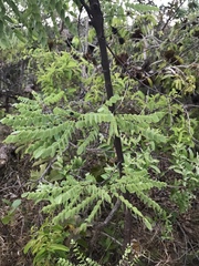 Dalbergia miscolobium