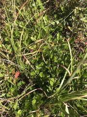 Geobalanus oblongifolius