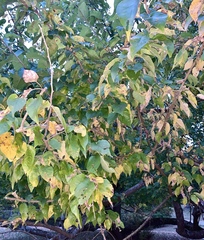Maclura