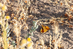 Hylephila fasciolata