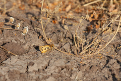 Hylephila fasciolata