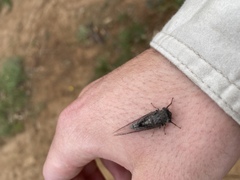Myopsalta mackinlayi