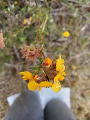 Dillwynia brunioides