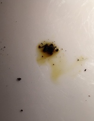 Hypoxylon perforatum