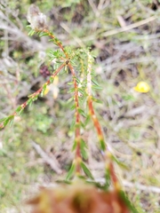 Dillwynia brunioides