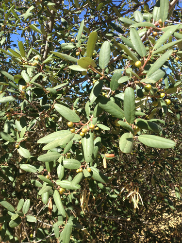 iNaturalist observation photo of coffeeberry