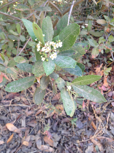 iNaturalist observation photo of Toyon