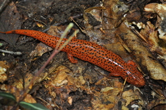 Pseudotriton ruber ruber