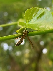 Polybia fastidiosuscula