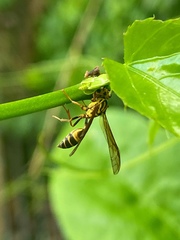 Polybia fastidiosuscula