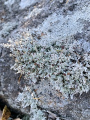 Stereocaulon dactylophyllum