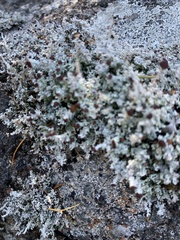 Stereocaulon dactylophyllum