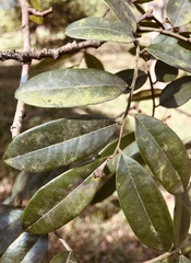 Bowdichia virgilioides