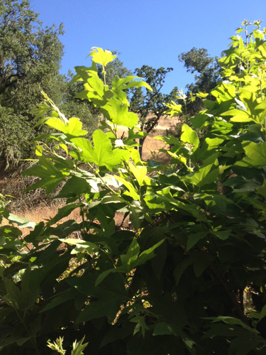 iNaturalist observation photo of western sycamore