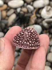 Acmaea