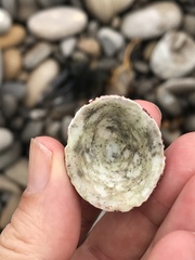 Acmaea