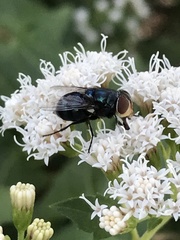Cochliomyia