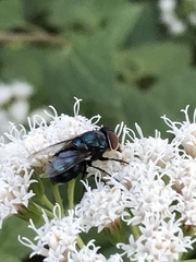Cochliomyia