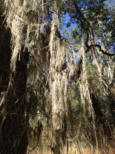 iNaturalist observation photo of lace lichen
