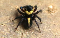 Anasaitis canalis