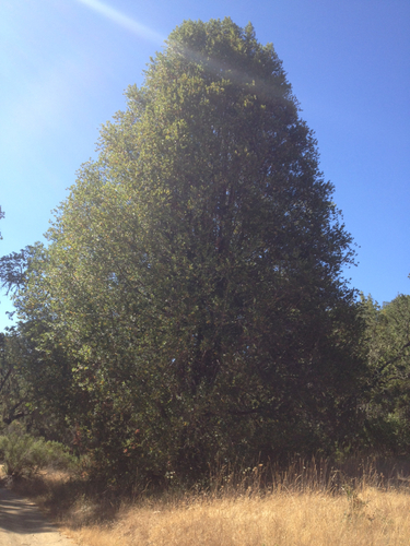 iNaturalist observation photo of California bay