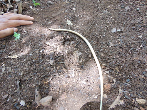 Ribbon Graceful Brown Snake, Rhadinaea fulvivittis