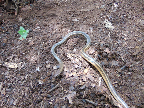 Ribbon Graceful Brown Snake