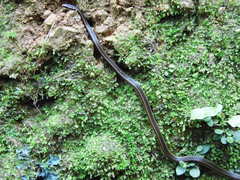 Rhadinaea fulvivittis