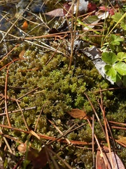 Sphagnum tenellum