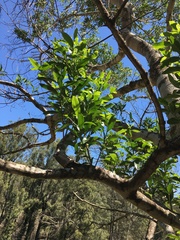 Acronychia oblongifolia