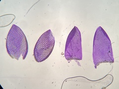 Sphagnum tenellum