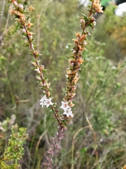 Epacris gunnii