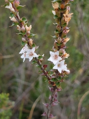 Epacris gunnii