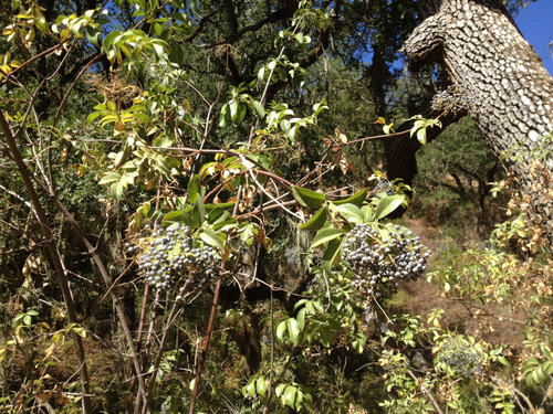 iNaturalist observation photo of blue elder