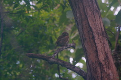 Glaucidium palmarum