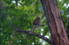 Glaucidium palmarum