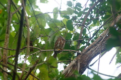 Glaucidium palmarum