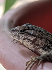 Sceloporus consobrinus